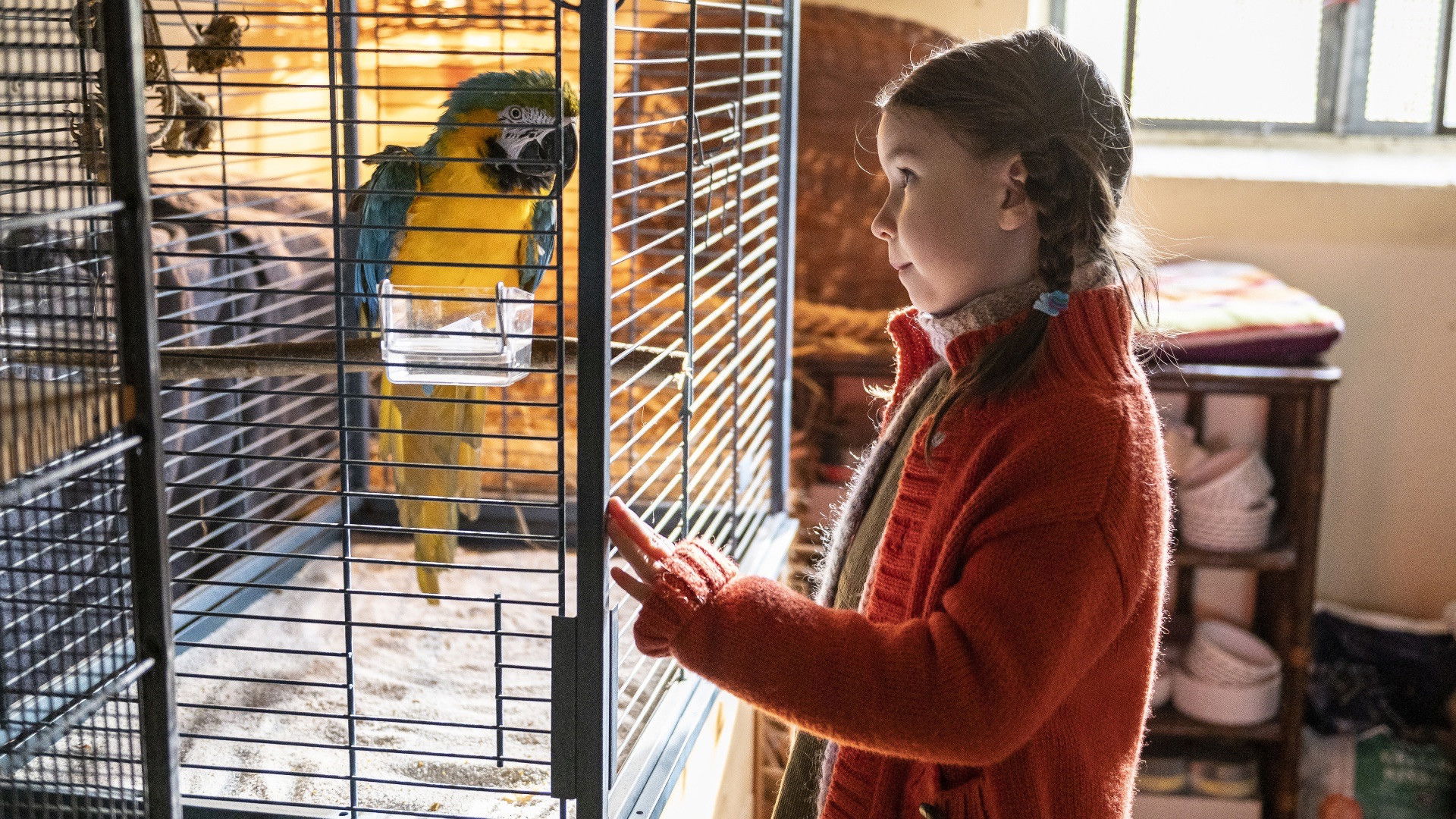 Kommt ein Vogel geflogen