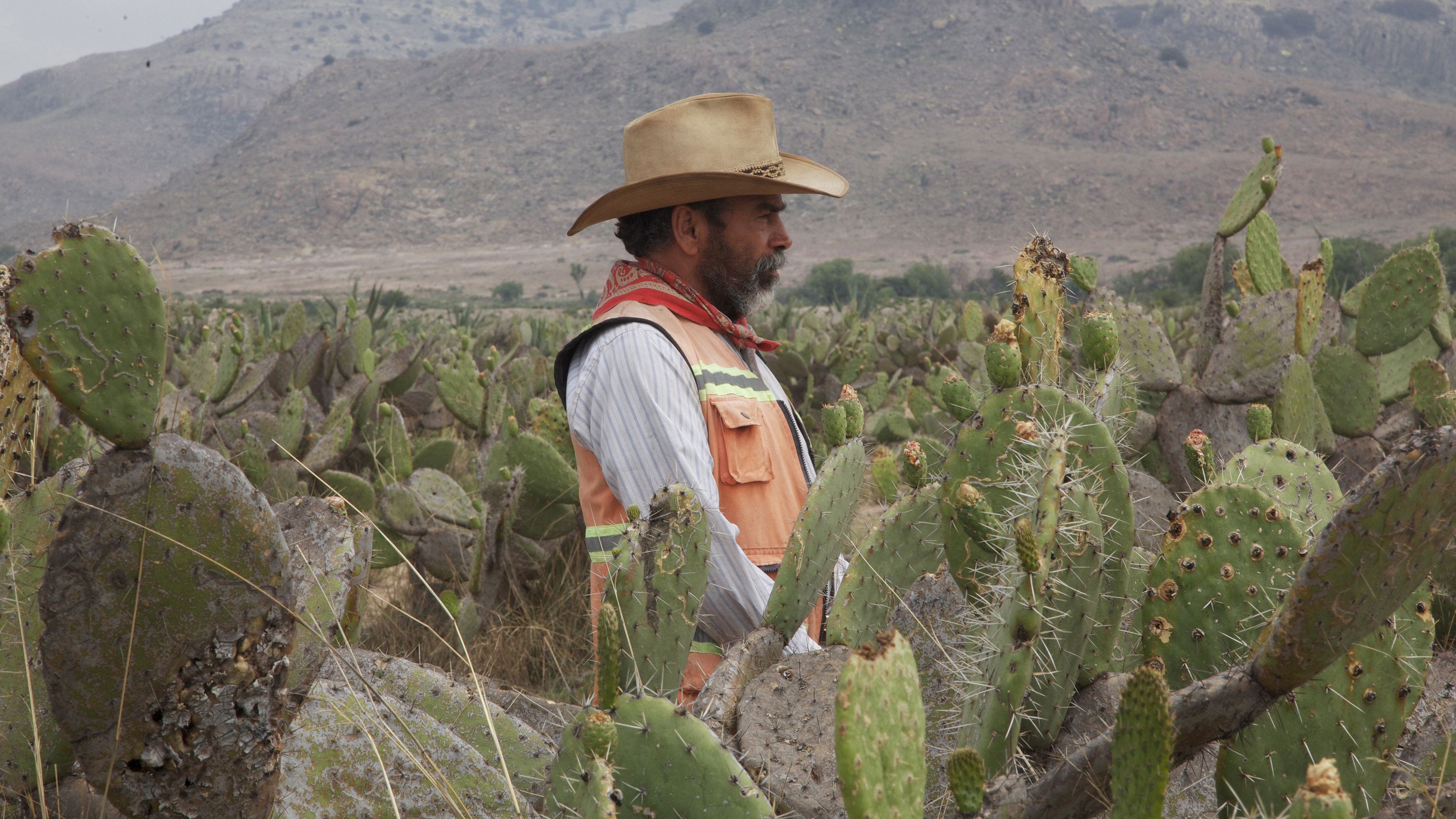 The Thin Yellow Line